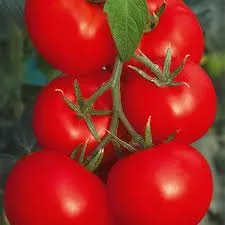 Горожанка F1