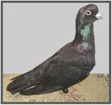 Фото Абу Абсе