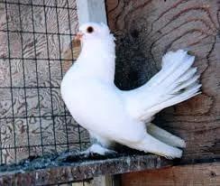 Архангельські Білі Трясуні