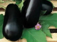 Фото Надія F1 / Nadia F1