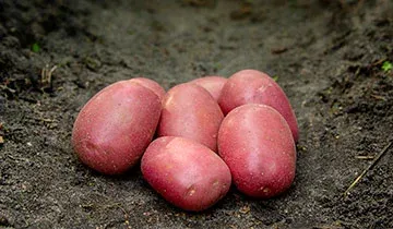 Лунаросса (Lunarossa)