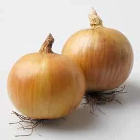 Дакапо F1 / Dacapo F1