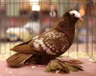 Фото Саксонський монах