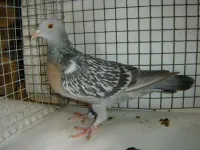 Фото Кобурський Жайворонок