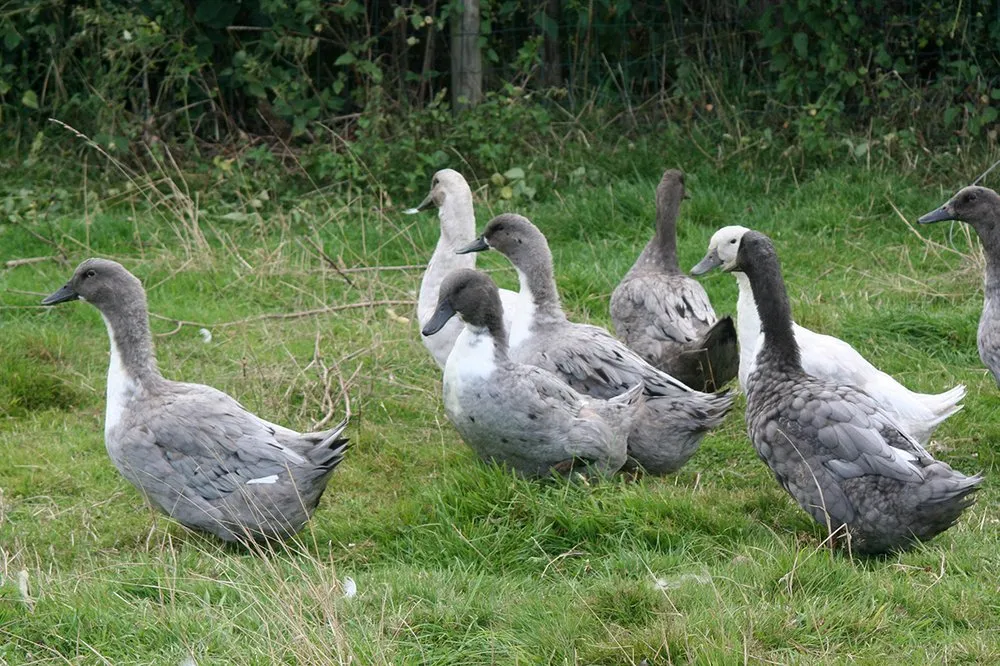 Дендермонд