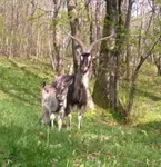 Фото Оробіка