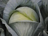 Фото Гарантія F1