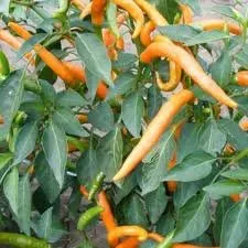 Кіліан / Kilian