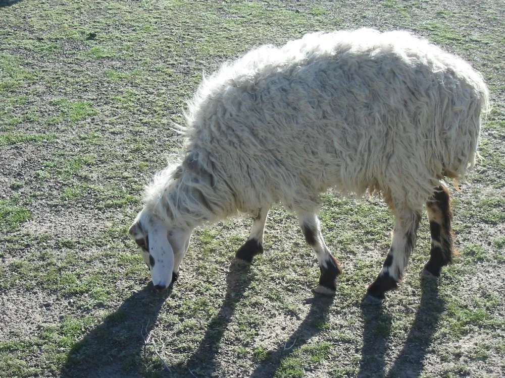 Вазарі (Waziri)