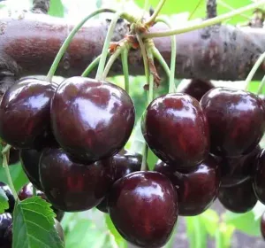 Сорти черешні Іскра