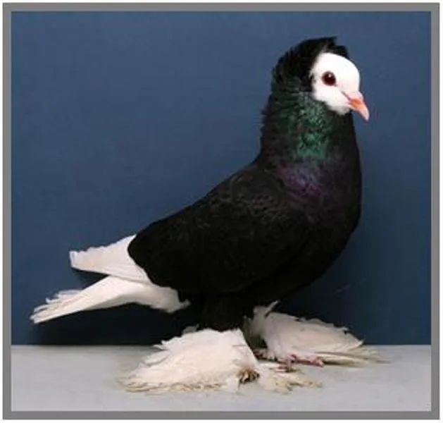 Південно-німецький монах (космоногий)