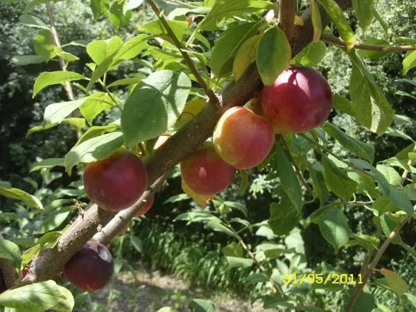 Пам'ять матері