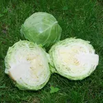 Фото Авак F1