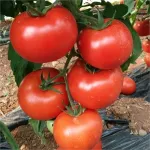 Фото Діадема F1 / Diadem F1