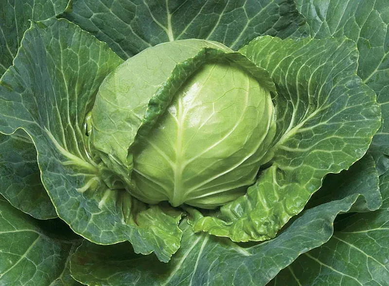 Голден Кросс F1 / Golden Cross F1