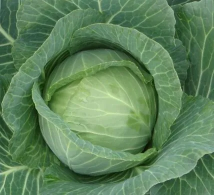 Силіма РЦ F1 / Cilema RZ F1