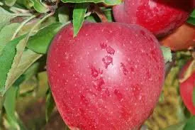 Старкримсон