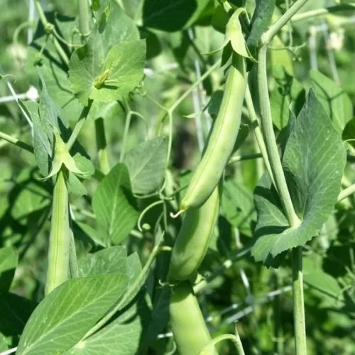 Готівський