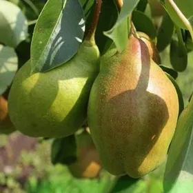 Сорти груш Чудесниця