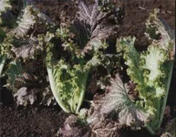 Фото Попелюшка