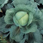 Фото Кілатон F1 / Kilaton F1