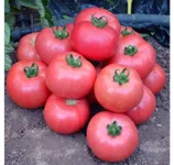 Фото Турмалін