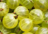 Фото Сніжана