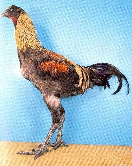 Бельгійська бійцівська