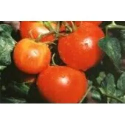 Сорти помідорів АЛЛА-2 F1