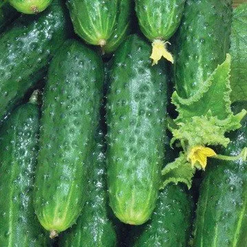 Делпіна F1 / Delpina F1