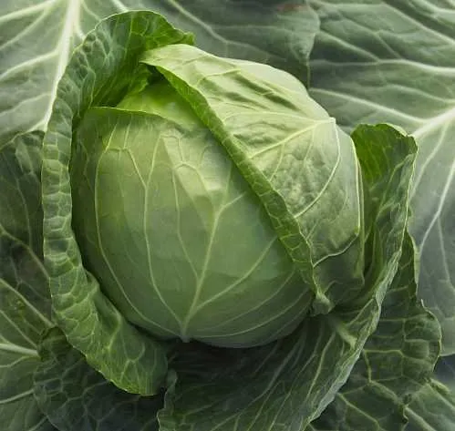 Руссо F1 / Russo F1