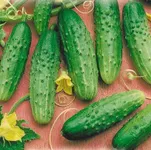 Фото Далекосхідний 27