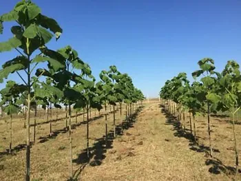 Сорти павловнії Елонгата