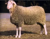 Фото Раса Агронеса (Rasa Aragonesa)