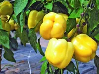 Фото Телімена