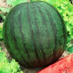 Фото Шуга Деліката F1