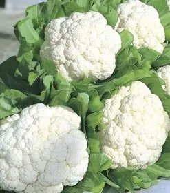 Сорти капусти Сноуболл