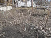 Фото Як правильно підготувати виноград до зими?
