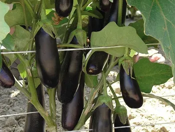 Сорти баклажану Дестан F1 / Destan F1