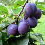 Фото Ненька