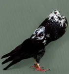 Фото Вальдвіертельський дутий