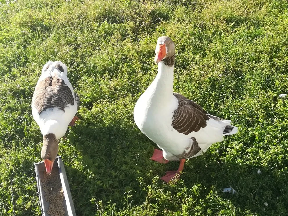 Фламандська