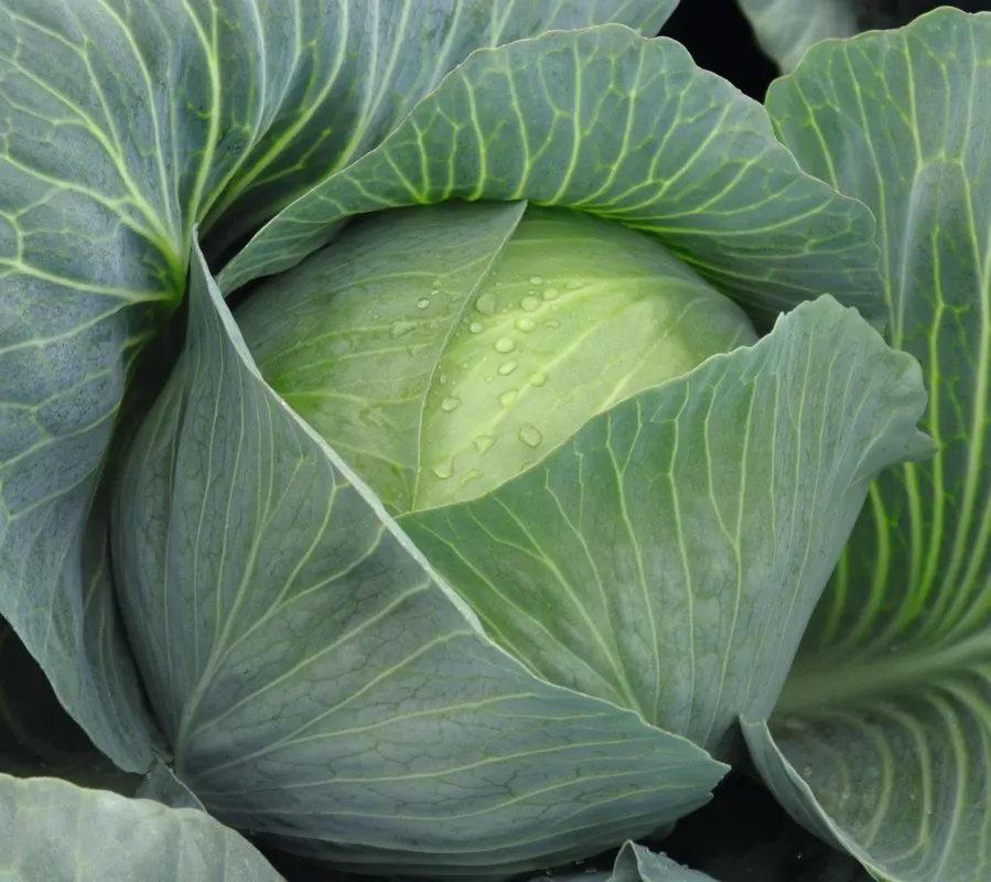 Амтрак F1 / Amtrak F1