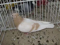 Фото Арадський Бійний