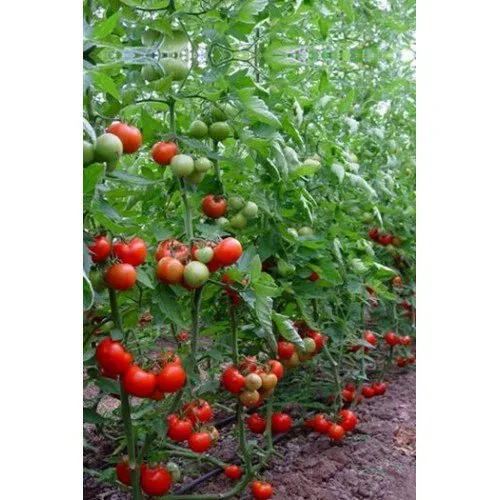 Халай F1 / Halay F1