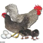 Фото Каліфорнійська сіра