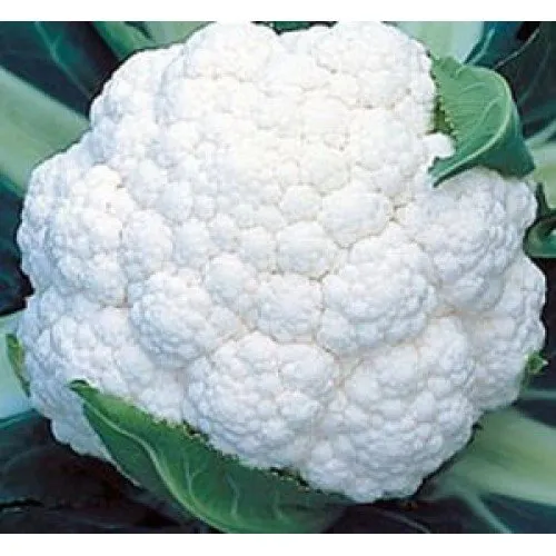 Солис F1 / Solis F1