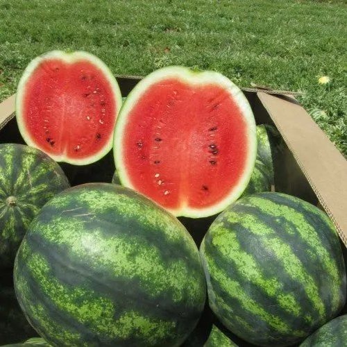 Ерлі Джітана F1 / Early Gitana F1