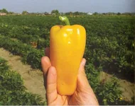 Фото Пірует F1 /  Pirouet F1