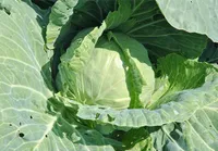 Фото Червнева 3200